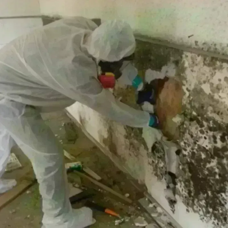 Mold Remediation and Removal in Brookhaven, PA